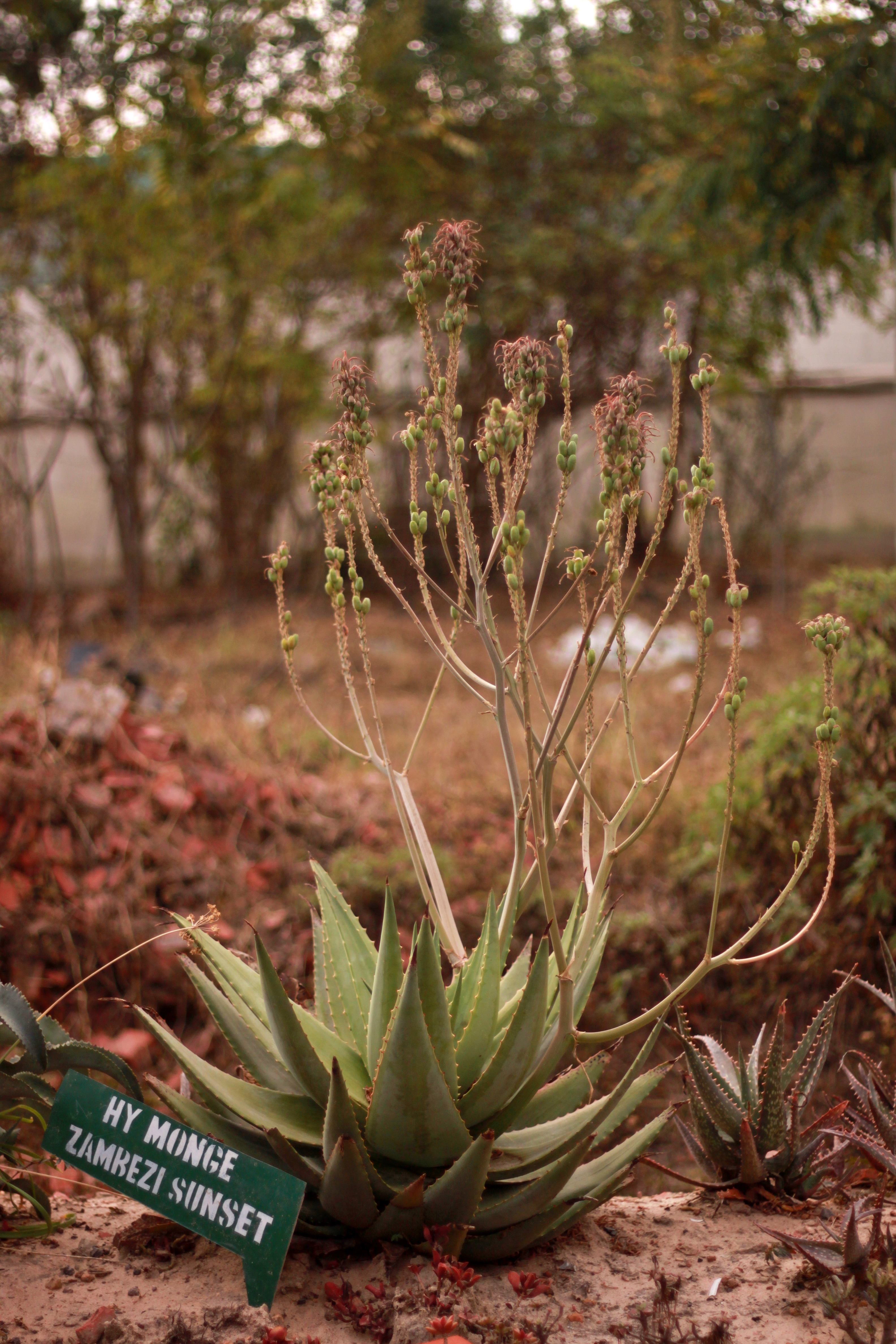 Succulent in garden nursery, Kitwe, Copperbelt, Zambia