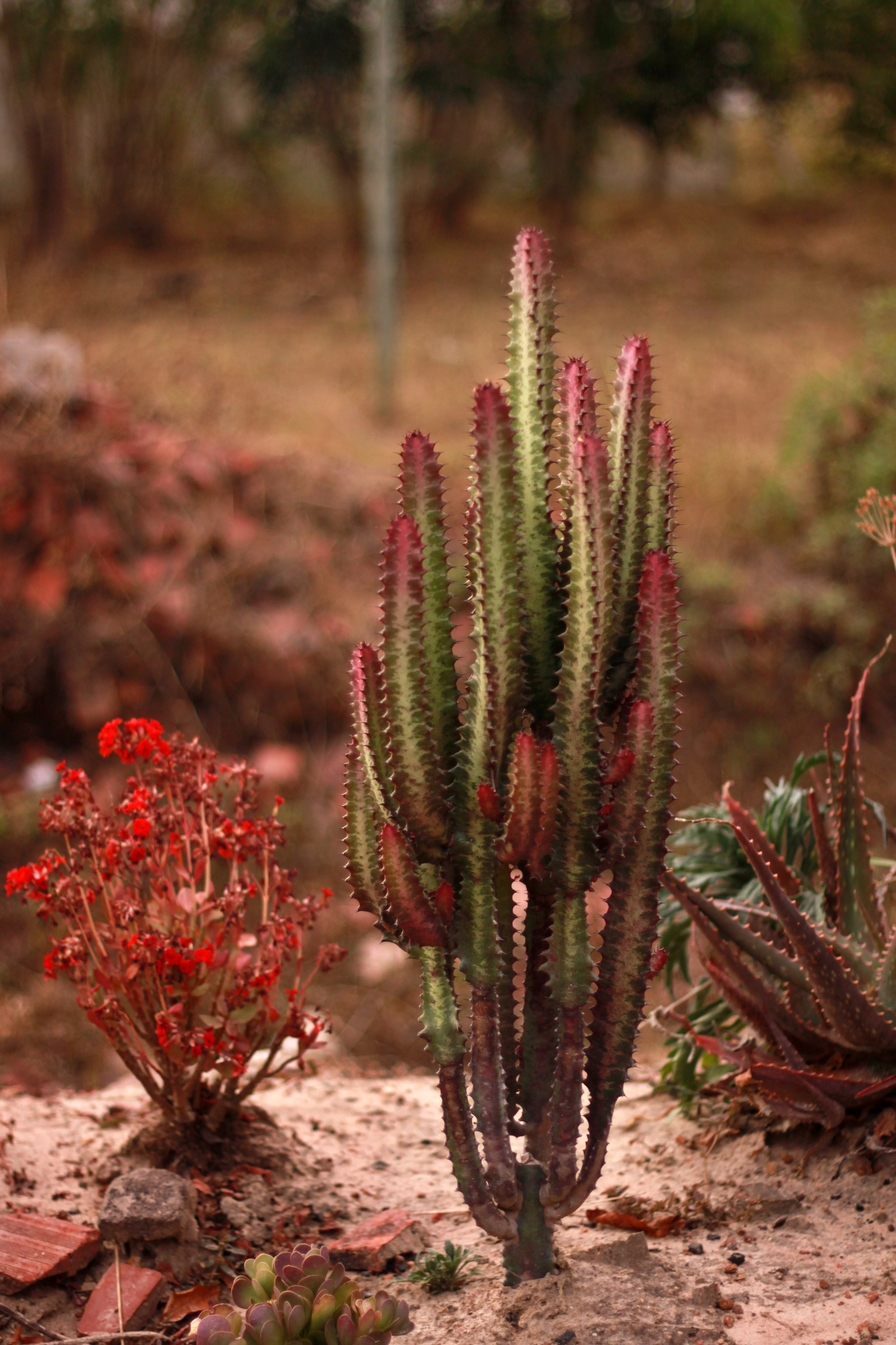 various garden plants including a variety of succulents, Kitwe, Copperbelt, Zambia