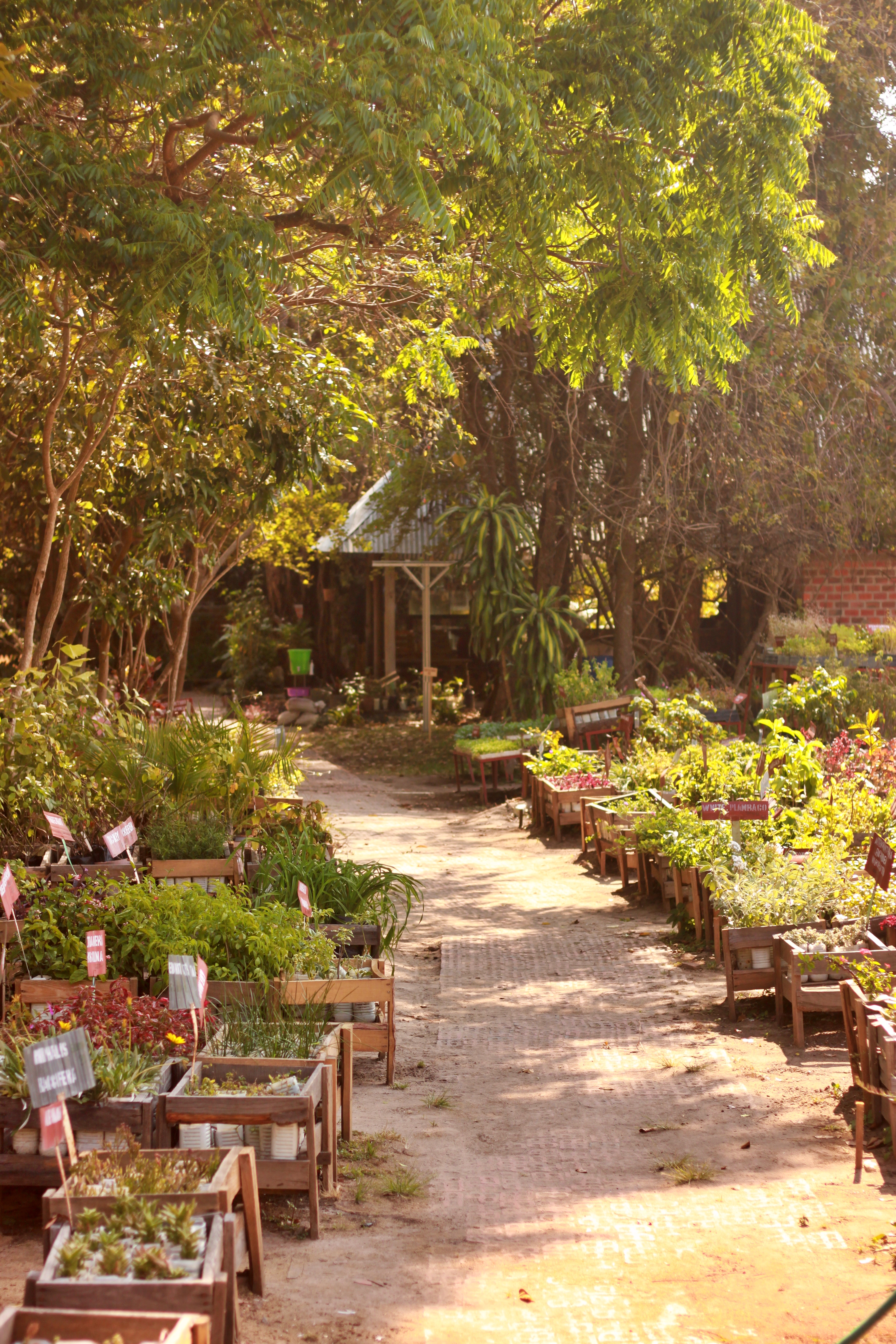 plant nursery for garden plants and vegetable seedlings, Kitwe, Copperbelt, Zambia