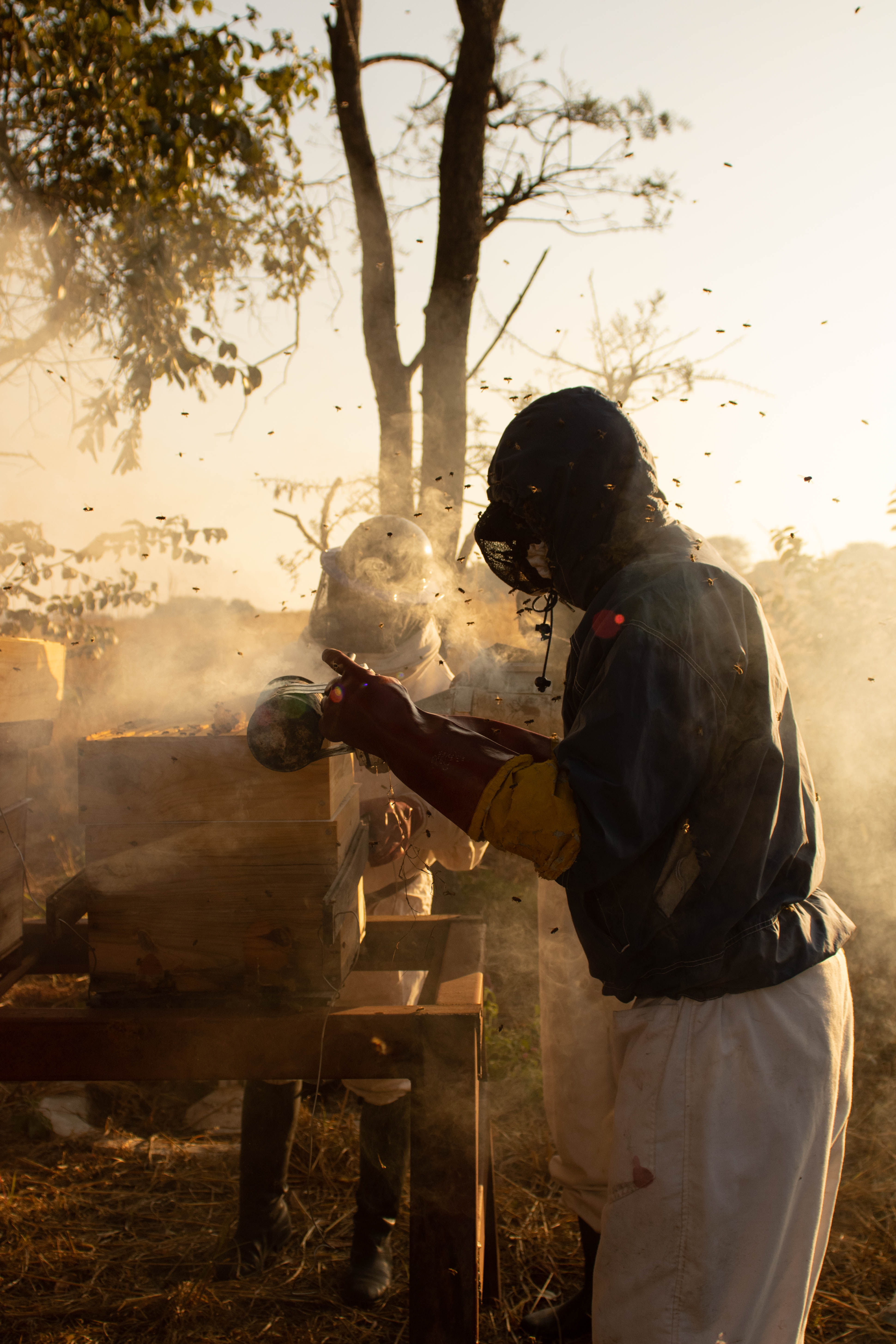 harvesting honey from langstroff beehive